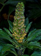 Ambrosia chamissonis - Silver burr ragweed 18-9804